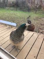 Jerialice photo