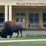 The Last of the Great Plains Buffalo Band