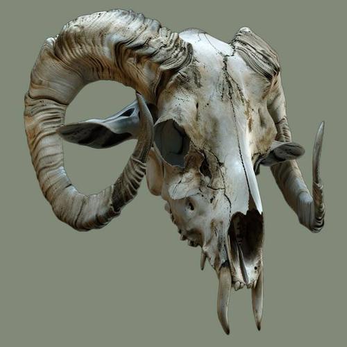 Profile photo rhitual_skull.jpeg