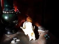 Durango Dogs photo