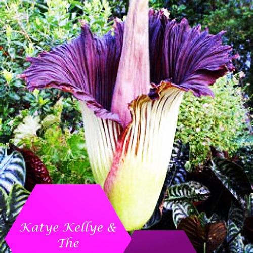 Late Bloomer cover