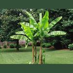 twoleafgarden