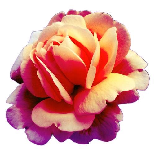 Profile photo logo_2019_trans.png