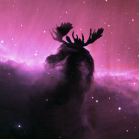 CosmoMoose photo