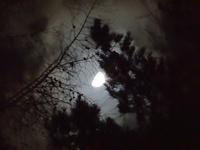 CosmoMoose photo