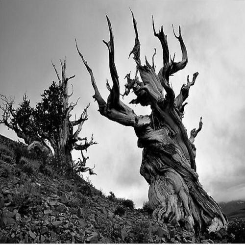 Pinus Aristata cover