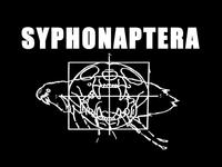 Syphonaptera photo