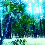 Motherless Nature