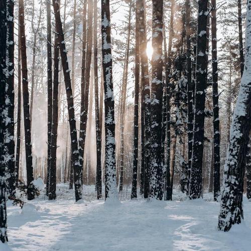 Peace at Christmas cover